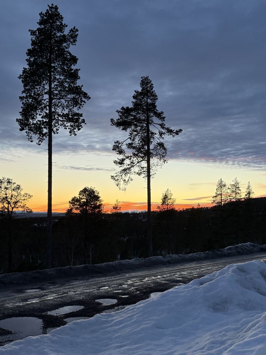 Winter sunset over Idrefjäll pine forest